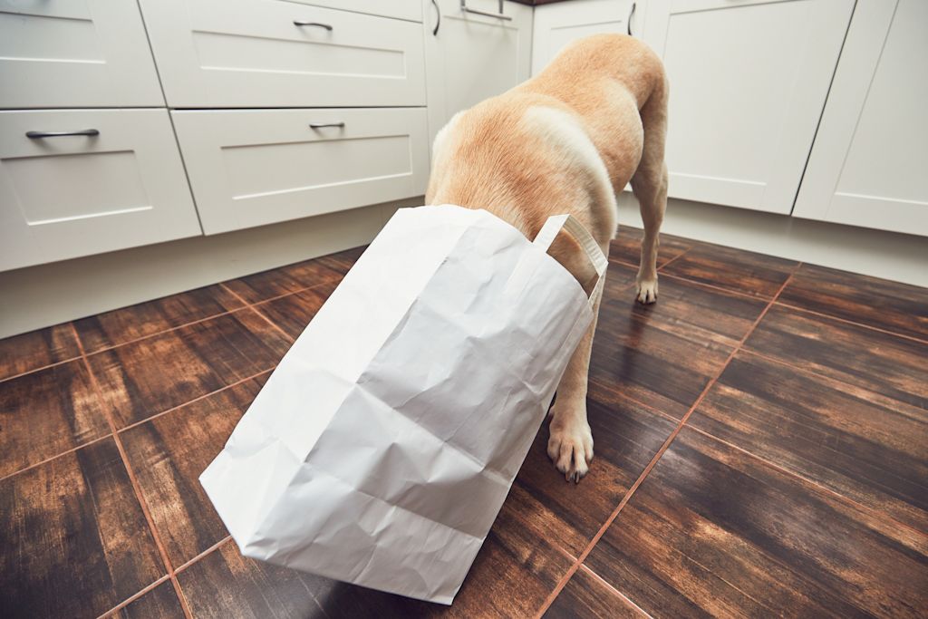 chien qui vole
