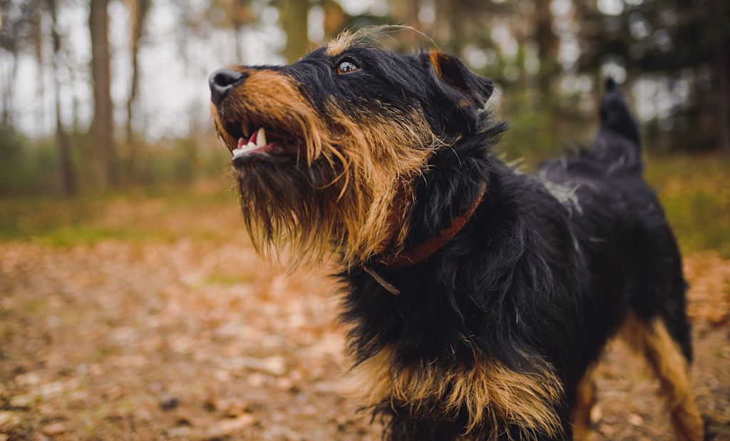 portrait jagd terrier