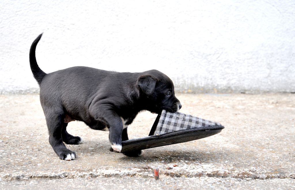 chiot qui vole