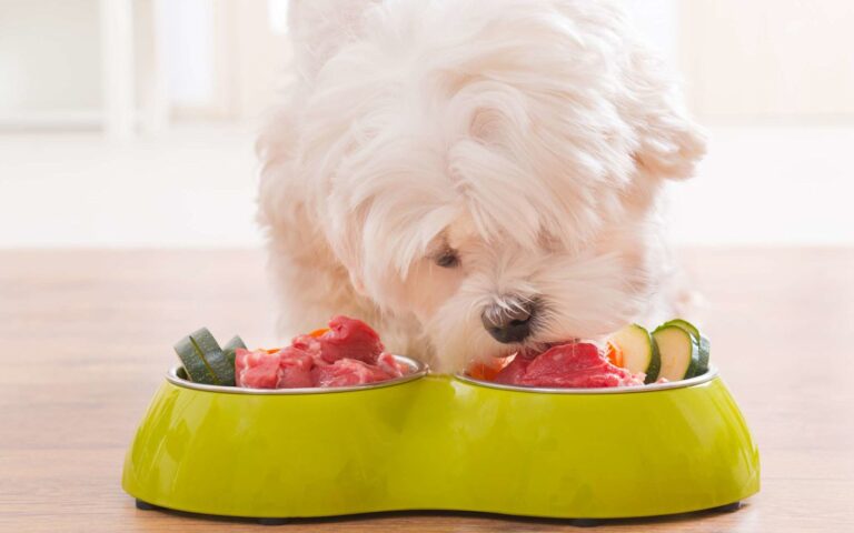 L’alimentation BARF pour le chien