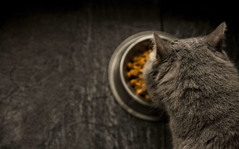 L’alimentation du chat change-t-elle avec l’âge ?