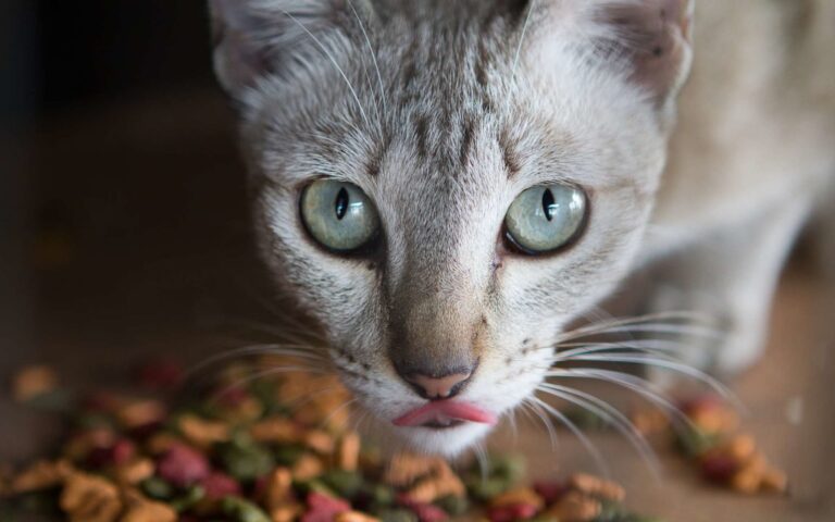 L’alimentation du chat diabétique