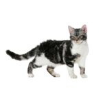 AMERICAN WIREHAIR.jpg