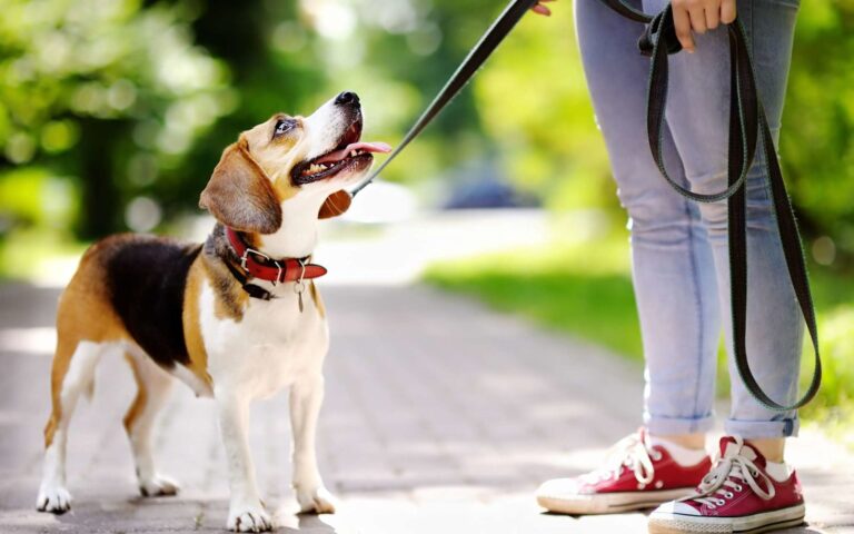 Apprendre la marche en laisse et le rappel à son chien