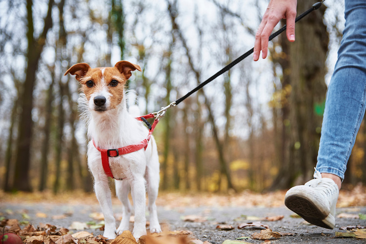 apprendre la marche en laisse &agrave; son chien