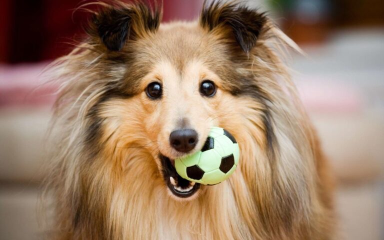 L’éducation du chien par le jeu
