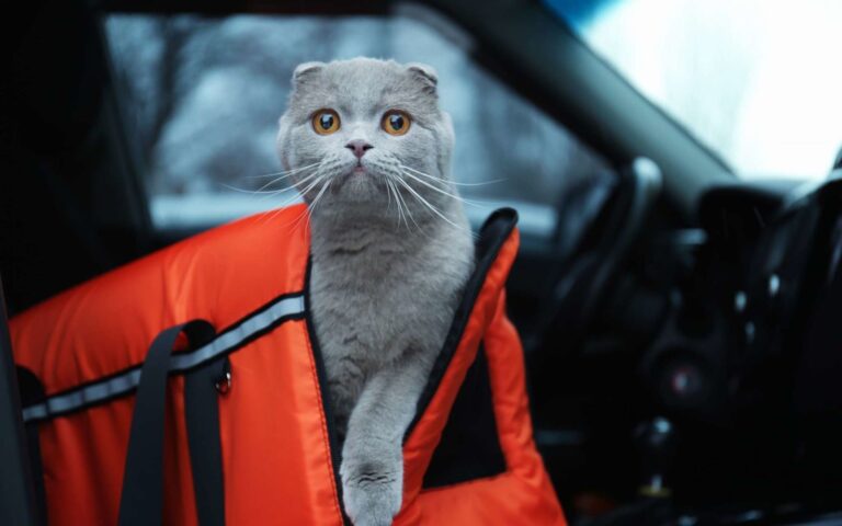 Assurer le bien-être de son chat lors d’un long trajet en voiture