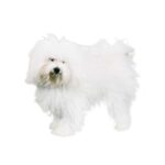 Bichon Bolonais.jpg