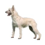 Bouvier des Ardennes copie.jpg
