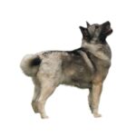 BUHUND NORVEGIEN.jpg