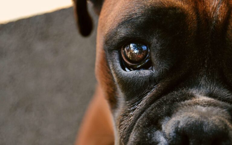Cataracte chez le chien : la reconnaître et la traiter