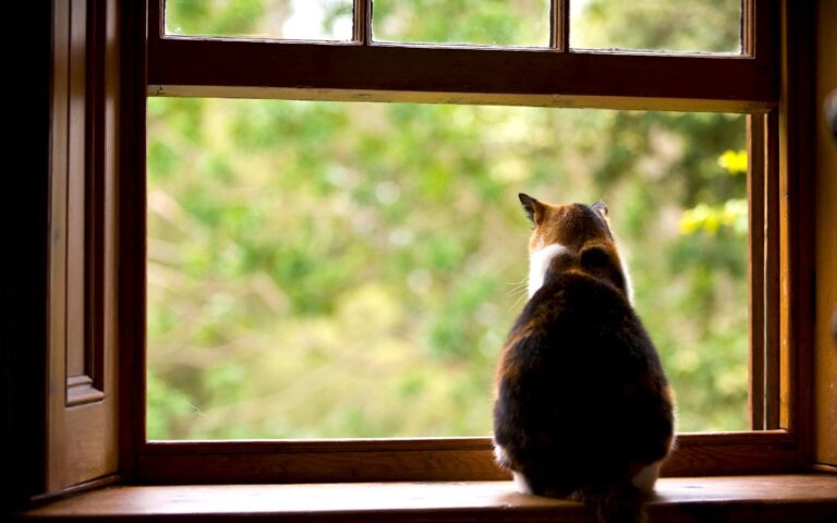 Chat parachute : est-il toujours bien couvert ?