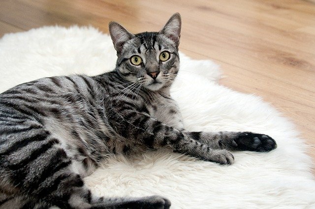 chat d'int&eacute;rieur