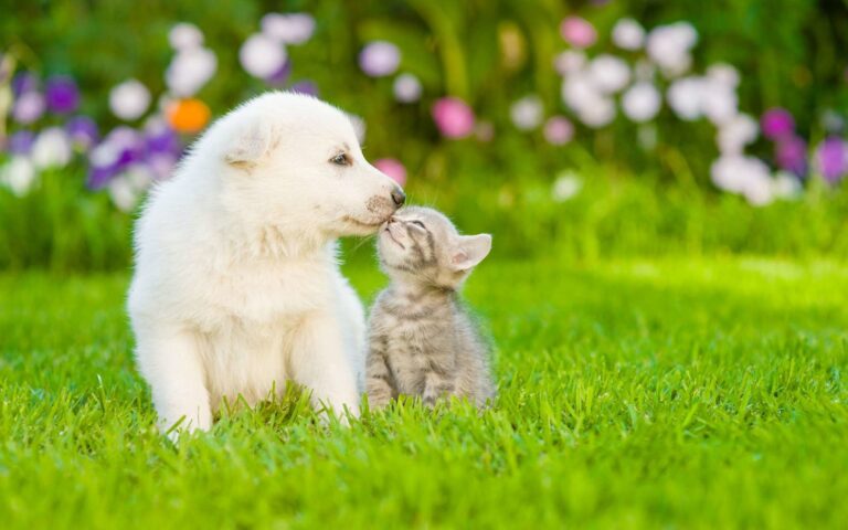 Chats et chiens : amis ou ennemis ? Sont-ils faits pour s’entendre ?