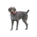 Chien d&rsquo;Arre¦ét Allemand a¦Ç poil Dur.jpg