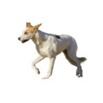 Chien de Canaan.jpg