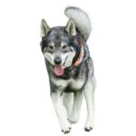 Chien-elan-suedois.jpg