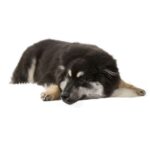 Chien-Finnois-de-Laponie.jpg