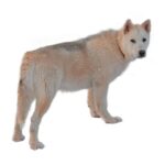 Chien du Groenland.jpg