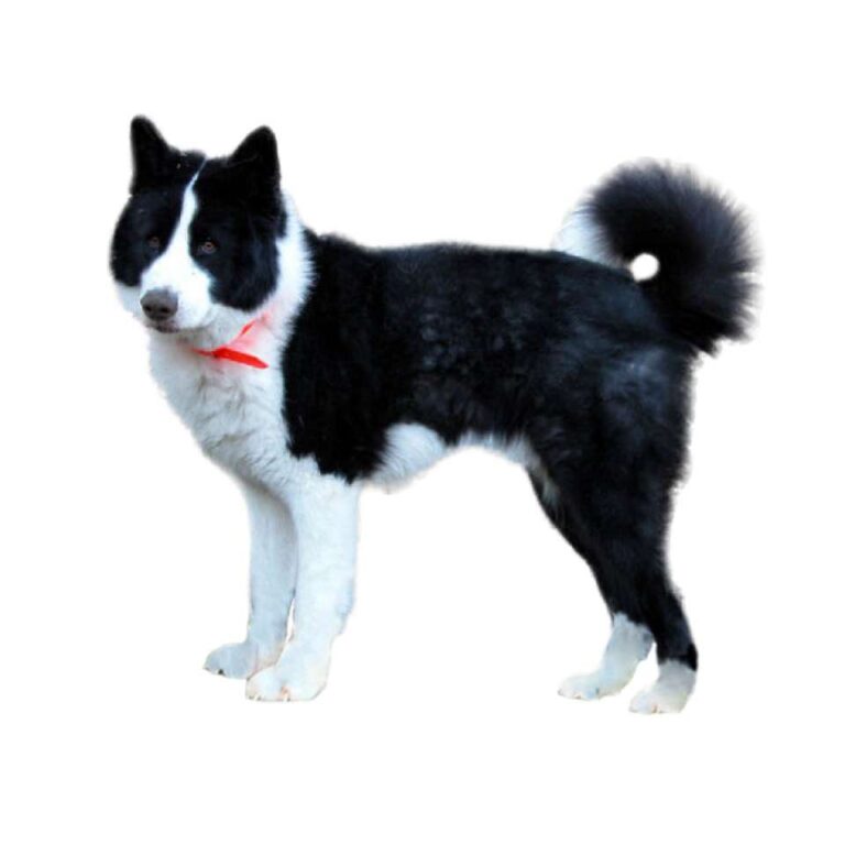 Chien d&rsquo;Ours de Carélie