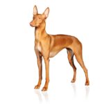 Chien du Pharaon.jpg