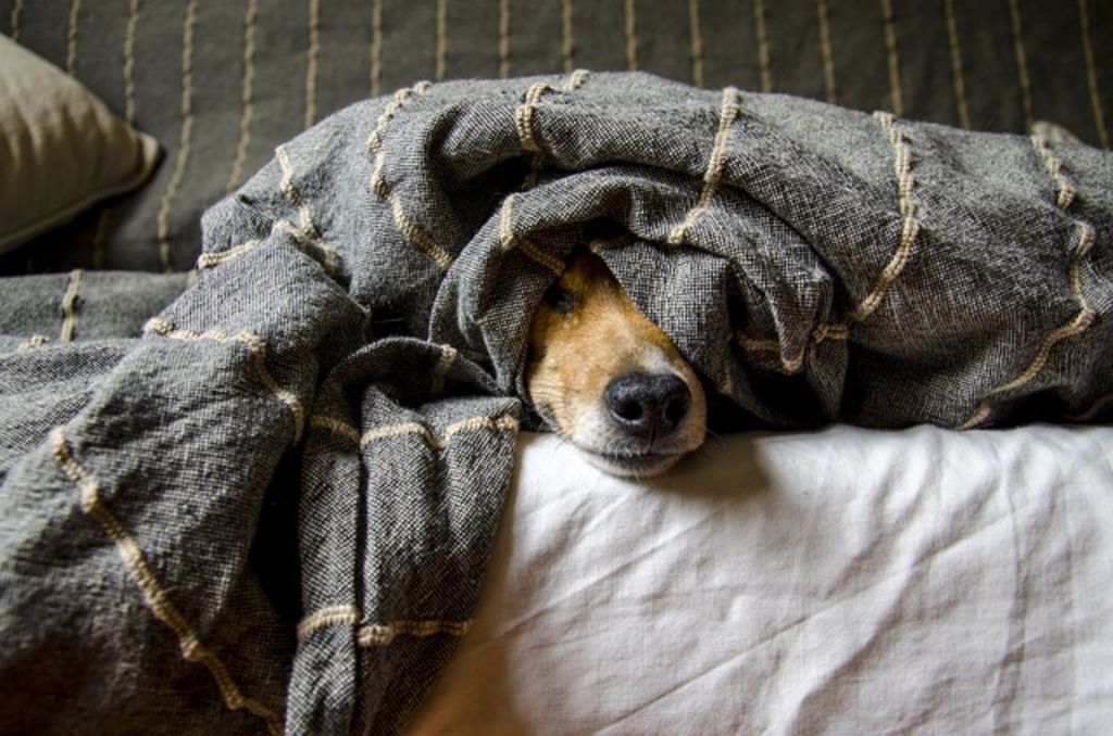 Chien malade
