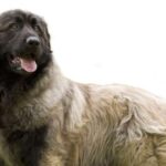 chien montagne portugais