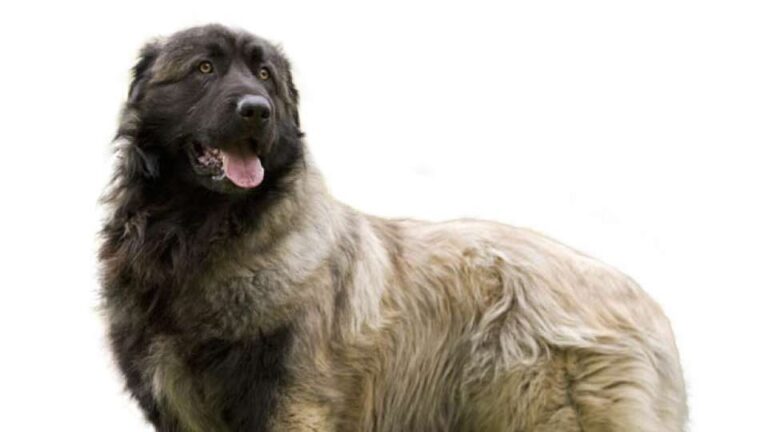 Chien de Montagne Portugais (Cão da Serra da Estrela)