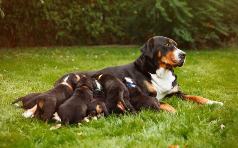Chienne allaitante : faut-il changer son alimentation ?