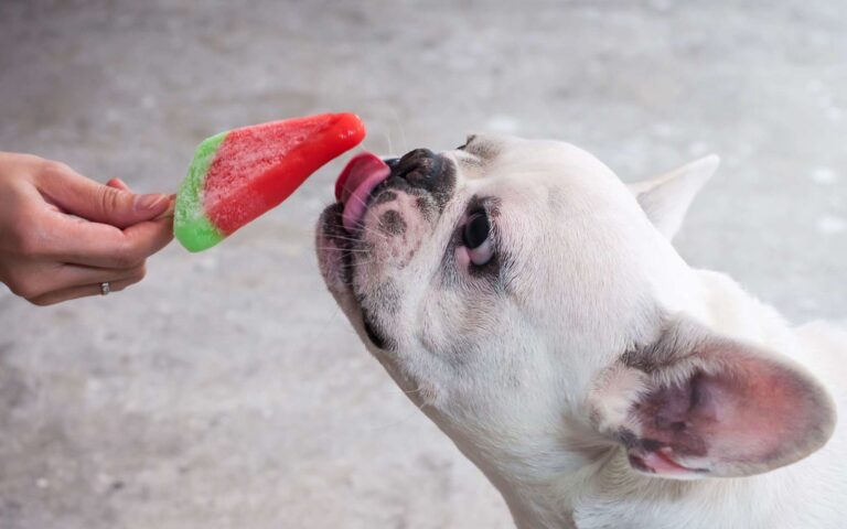 Chocolat, bonbons : peut-on donner des confiseries à son chien ?