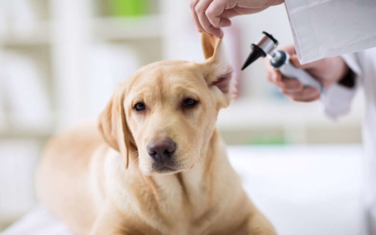 Comment nettoyer les oreilles de mon chien ?