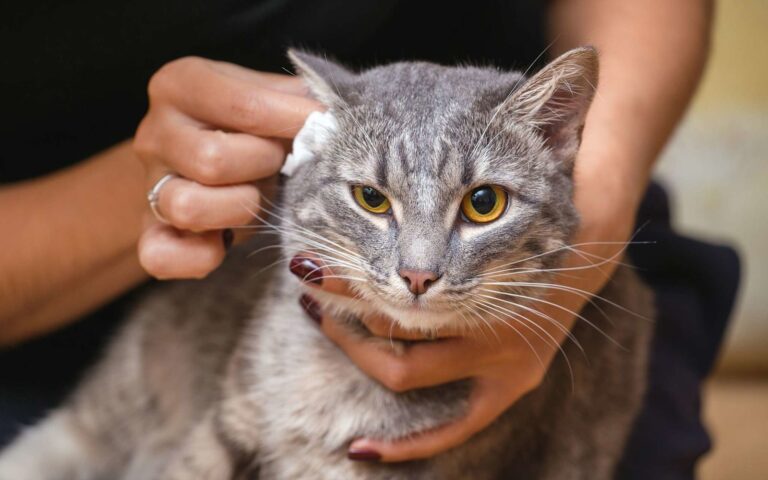 Comment nettoyer les oreilles de son chat ?