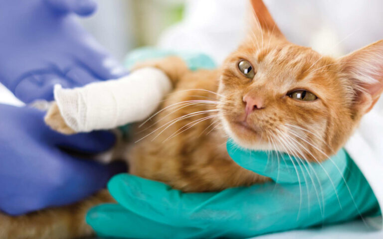 Comment nettoyer la plaie d’un chat ?