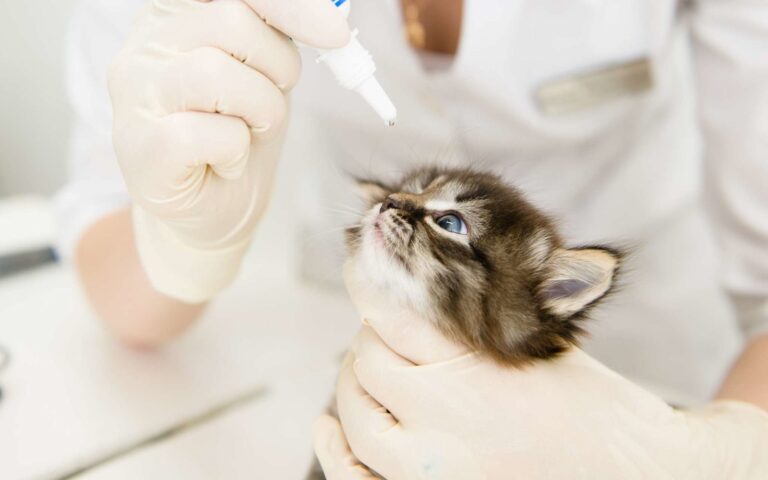 Comment nettoyer les yeux de votre chat ?