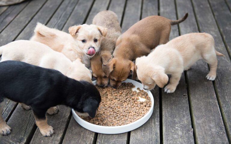 Comment nourrir un chiot ?