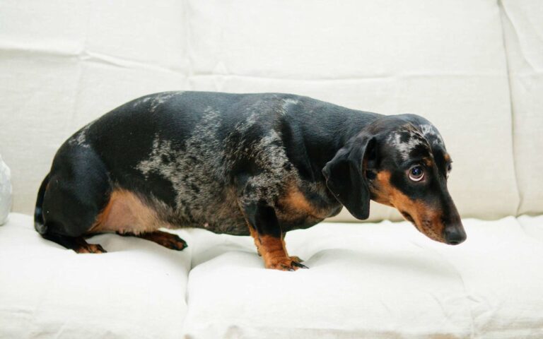 Comment punir son chien ?
