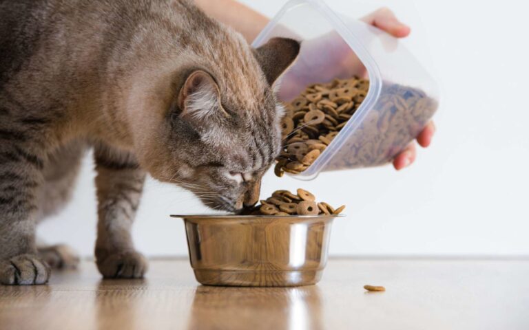 Croquettes, pâtée, fait maison : quelle alimentation pour son chat ?