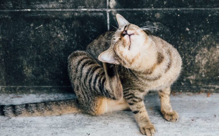Pourquoi mon chat se gratte beaucoup ?