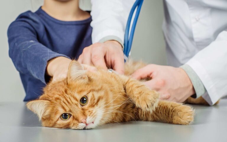 Causes et traitement des diarrhées et vomissements chez le chat 