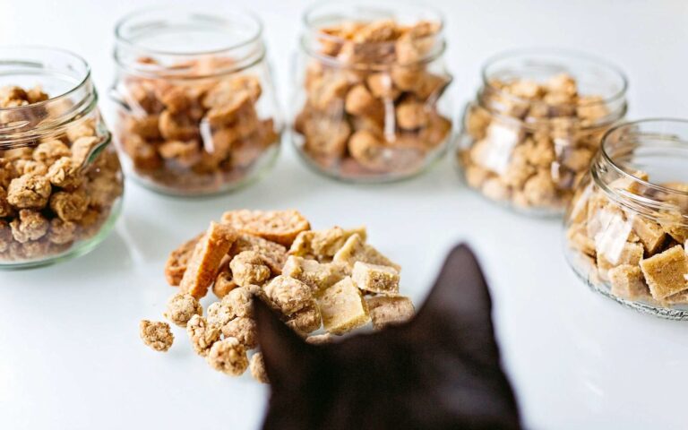 Donner des friandises à son chat