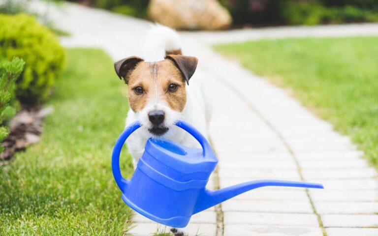 Les engrais : quels dangers pour les chiens ?
