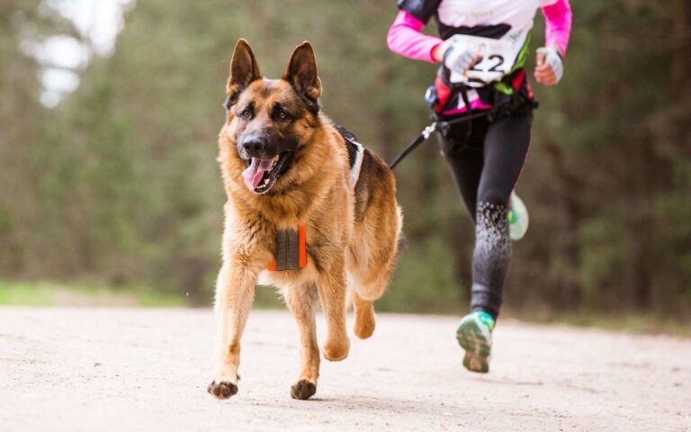 Faire du Cani-cross avec son chien
