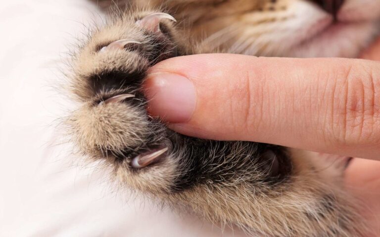 Faut-il couper les griffes de mon chat ?