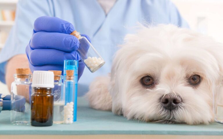 L’homéopathie pour soigner son chien