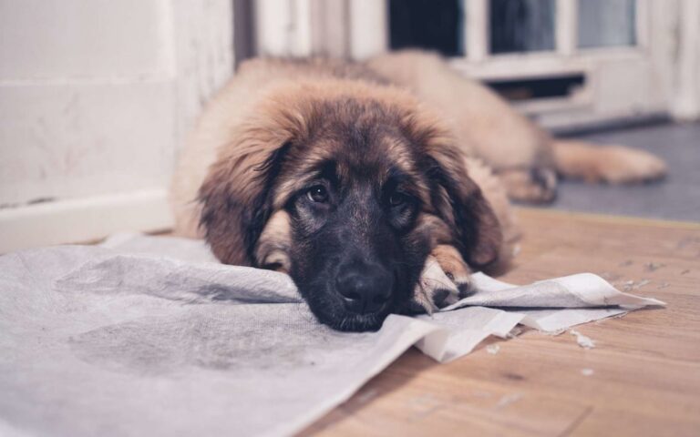 L’incontinence urinaire chez le chien : causes et traitement