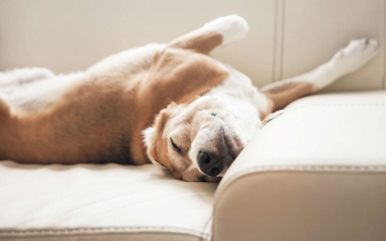 Je vis en appartement, quel chien me conviendrait ?