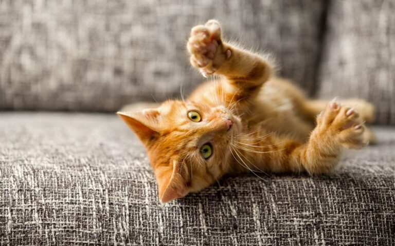 Jouer avec son chaton