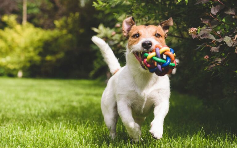 Les bienfaits du jeu chez le chien