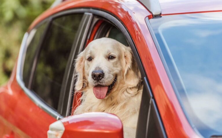Mon chien est malade en voiture : comment le soulager ?