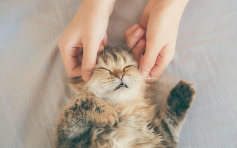 Le massage pour les chats